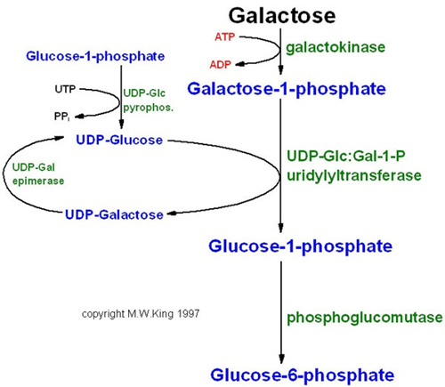 Sàng lọc bệnh rối loạn chuyển hóa Galactose